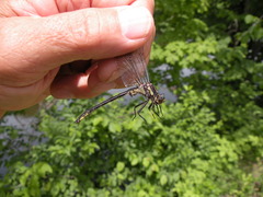 Phanogomphus descriptus