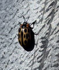 Chrysomela confluens