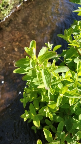 Image of Hypericum undulatum by (c) Vítor Jorge, some rights reserved (CC BY)