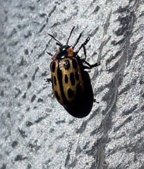 Chrysomela confluens