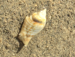 Gibberulus gibberulus