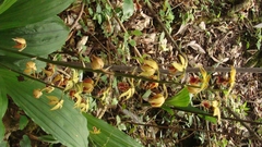 Calanthe tricarinata