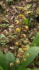 Calanthe tricarinata