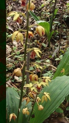 Calanthe tricarinata