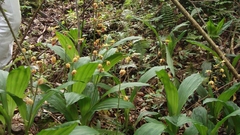 Calanthe tricarinata