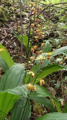 Calanthe tricarinata