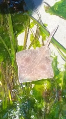 Beringraja binoculata
