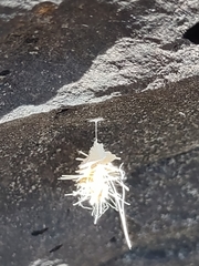 Brachycyttarus griseus