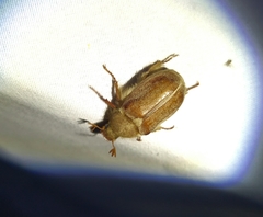 Amblonoxia