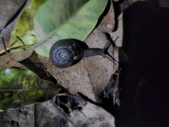 Austrorhytida capillacea