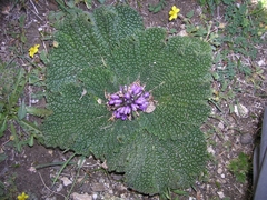 Phlomoides rotata