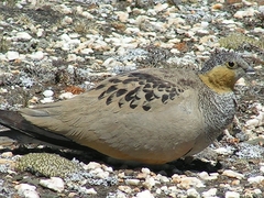 Syrrhaptes tibetanus