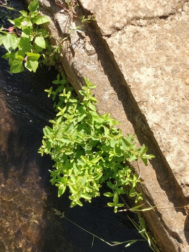 Hypericum undulatum image