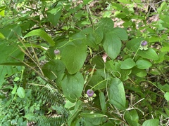 Clematis flaccida