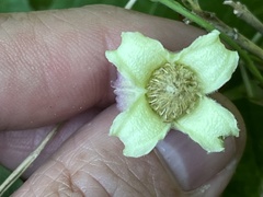 Clematis flaccida