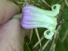 Clematis flaccida