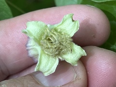 Clematis flaccida