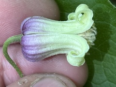 Clematis flaccida