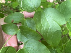Clematis flaccida