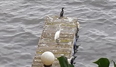 Ardea alba
