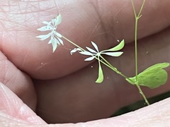 Thalictrum mirabile