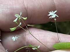 Thalictrum mirabile