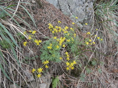 Ranunculus glaberrimus