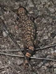 Heloderma suspectum suspectum