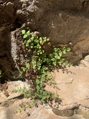 Argyrochosma jonesii