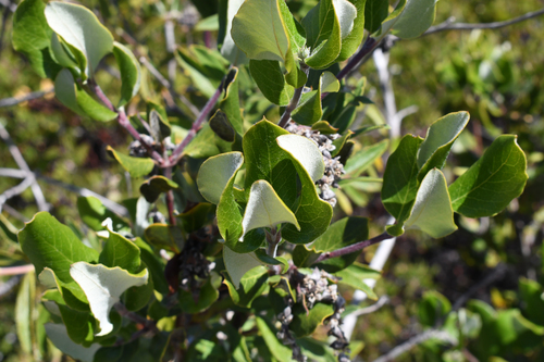 Spice Bush (Silk Tassel) foliage