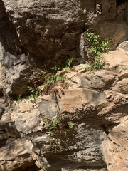 Argyrochosma jonesii