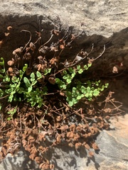 Argyrochosma jonesii