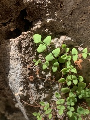 Argyrochosma jonesii