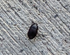 Gondwanocrypticus platensis