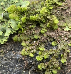 Frullania inflata