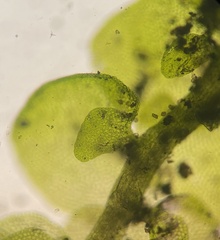 Frullania inflata