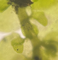 Frullania inflata