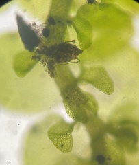 Frullania inflata