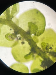 Frullania inflata