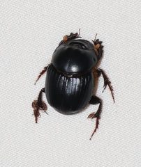 Onthophagus capella