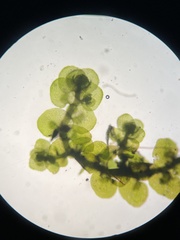 Frullania inflata