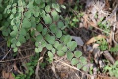 Pellaea cordifolia
