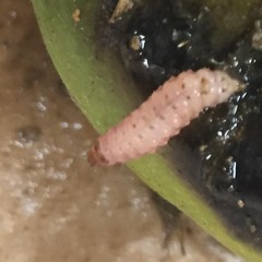 Citripestis eutraphera