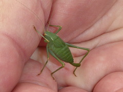 Platylyra californica