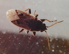 Sphragisticus nebulosus