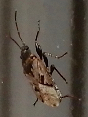 Sphragisticus nebulosus