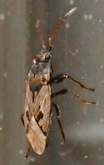 Sphragisticus nebulosus