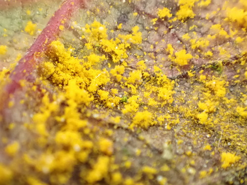 Red Raspberry Yellow Rust