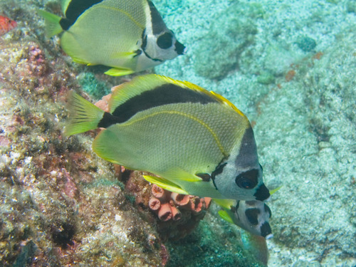 Black-nosed Butterflyfish
