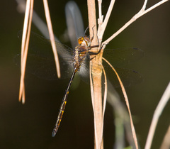 Somatochlora linearis